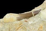 Fossil Plesiosaur (Zarafasaura) Tooth - Morocco #127466-2